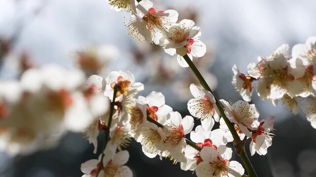 逆光の白い梅の花を固定撮影した4K動画