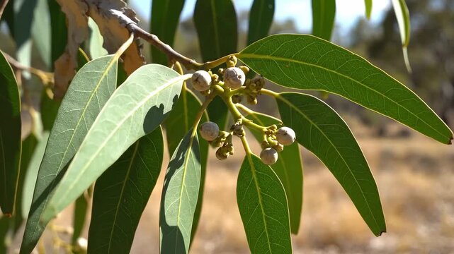 Closeup of Eucalyptus Leaves and Buds on a Branch in Natural Sunlight.