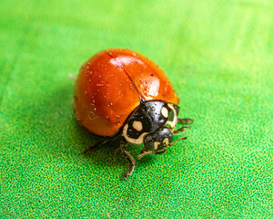 The spotless ladybug (Cycloneda sanguinea) is a red ladybug with no spots at all. © Fariel