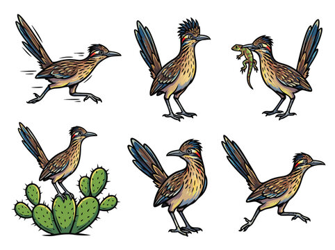 Greater Roadrunner bird set in various poses.