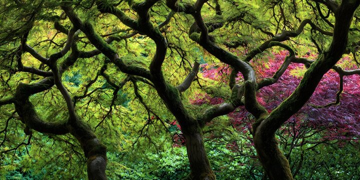 Gnarled, moss-covered tree limbs create intricate patterns against vibrant foliage