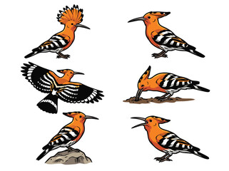 Hoopoe bird in various poses, detailed illustrations. © Doyez Vector