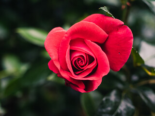 Red rose