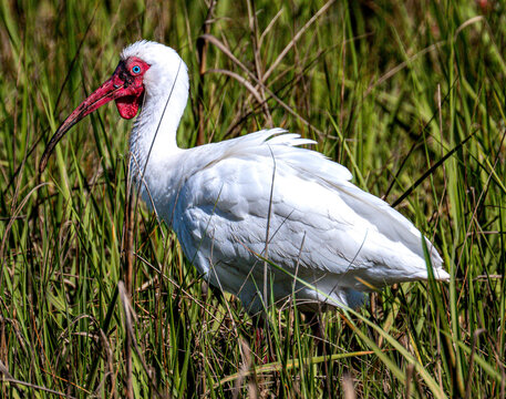 White Ibis 