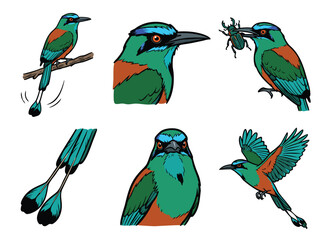 Naklejka premium Motmot bird in various poses and actions, vector illustration set.