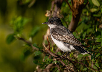Obraz premium Eastern Kingbird 