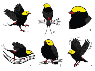 Fototapeta premium Illustration of a Black and Yellow Bird in Various Poses.