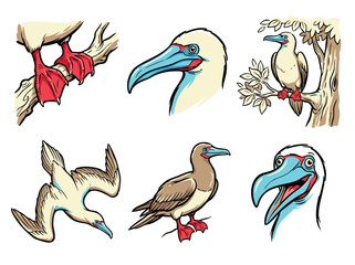 Obraz premium Illustration of a Booby Bird in Various Poses and Details.