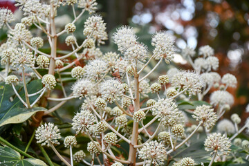 ヤツデ　Japanese aralia