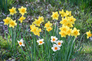 スイセン「ガーデンジャイアント」　Daffodil 'Garden Giant'