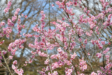 梅の花「道知辺」　Plum blossom 'michishirube'