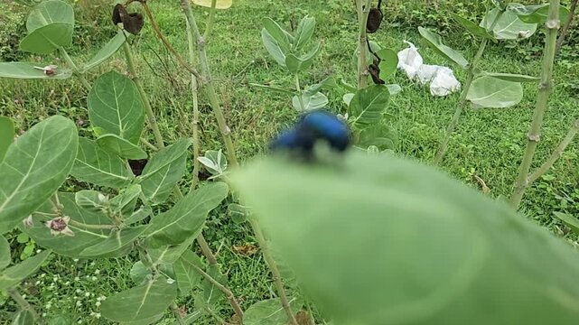 Close-up macro footage of metallic blue beetle perched on a green leaf in a natural outdoor environment, showcasing insect behavior and wildlife details with shallow depth of field.
