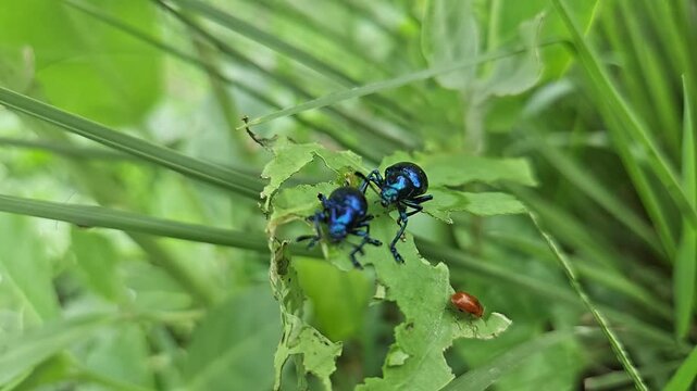 Close-up macro footage of metallic blue beetle perched on a green leaf in a natural outdoor environment, showcasing insect behavior and wildlife details with shallow depth of field.