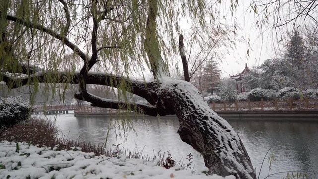 The branches of an old willow tree by the lake swayed in the cold wind, its leaning trunk covered with a thick layer of snow, and the surrounding shrubs were also blanketed in snow.