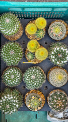 Small cactus in pot for sale in Chatuchak weekend market
