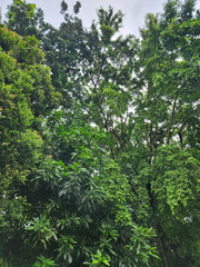 Obraz premium Lush green trees reaching skyward, creating a peaceful atmosphere. Towering trees with vibrant foliage, offering natural beauty. Beautiful green trees with fresh leaves under the bright sky.