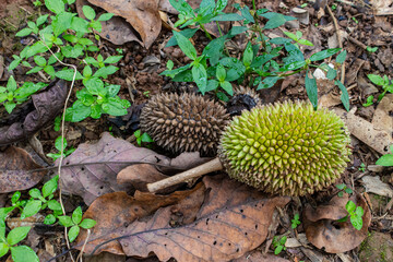 Top-down view of a small, developing durian fruit (Durio zibethinus) that has fallen onto the forest floor. Surrounded by green sprouts and leaves, the image indicates natural shedding or crop failure