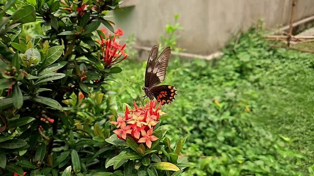 butterfly on a flower