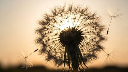 Dandelion Silhouette at Sunset
