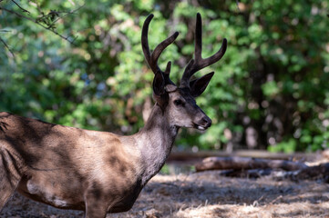 Obraz premium deer in the woods