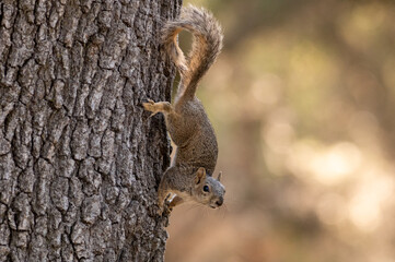 squirrel on a tree