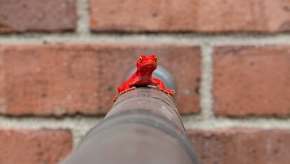Macro Photography of a Bright Red Lizard Crawling on a Metal Pipe, Reptile Close-up Against Red Brick Wall Background