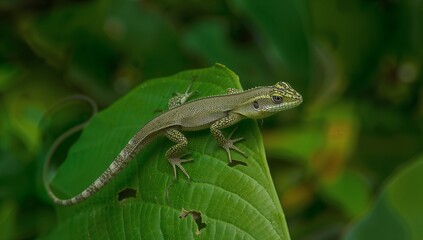 Small Green Spotted Lizard Resting on a Large Leaf in Tropical Jungle, Wildlife Macro Photography of a Reptile in Nature