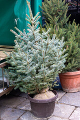 Pine evergreen Christmas trees sold in garden outside