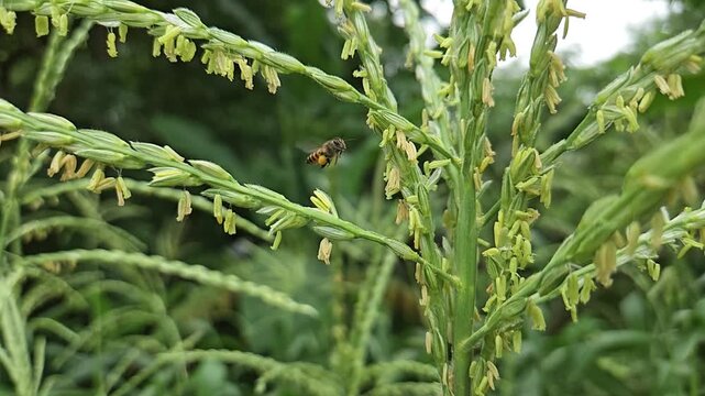 Honey bee collecting pollen from corn flower in slow motion, showcasing pollination process, insect behavior, agriculture ecosystem, and natural biodiversity in a green field.