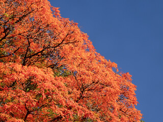小石川後楽園の紅葉　東京都