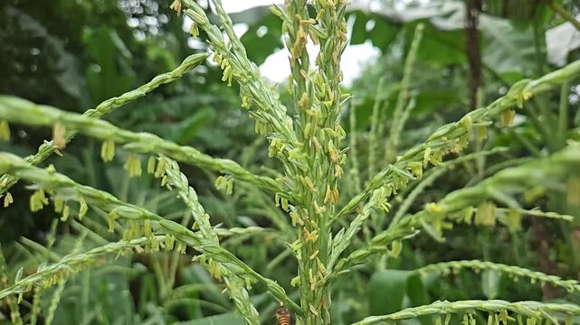 Honey bee collecting pollen from corn flower in slow motion, showcasing pollination process, insect behavior, agriculture ecosystem, and natural biodiversity in a green field.