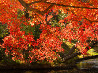 小石川後楽園の紅葉　東京都
