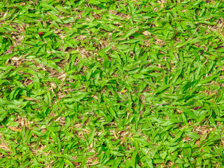 green grass background
