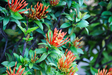 Obraz premium Soka Flower, Ixora coccinea, Jungle geranium, a species of flowering plant in the family Rubiaceae