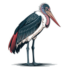 Marabou stork