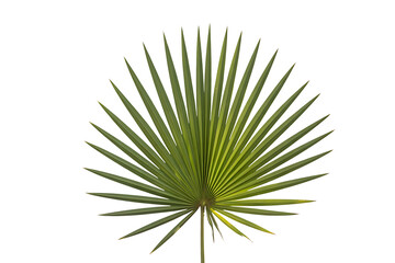 Obraz premium Palm Leaf Green Tropical Plant