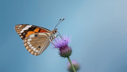 Detailed macro photography of a Painted Lady butterfly feeding on a purple thistle flower, blurry blue background