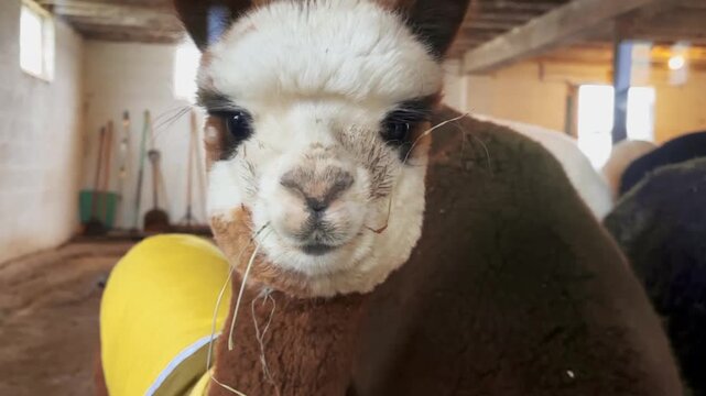 Alpaca or Lama Looks at Camera
