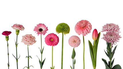 Assorted Pink Flowers in Various Blooms and Textures with Soft Natural Lighting for Floral Design