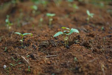 Macro shot of a tiny snail crawling on a green seedling leaf in brown soil. Selective focus on...
