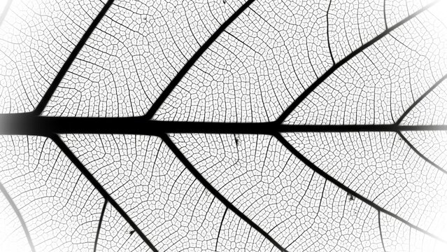 Intricate monochrome macro view of a leaf's delicate skeletal structure, revealing its complex venation. An abstract pattern showcasing natural botanical beauty and organic forms