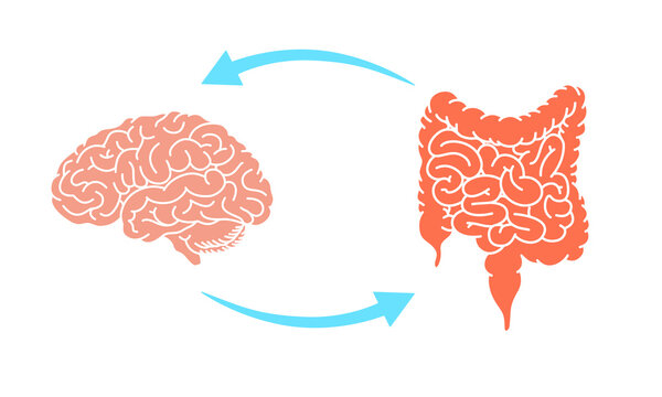 Gut-brain connection. The enteric nervous system in the human body. Signals from the brain to the digestive tract. Vector illustration for medical posters, clinics, or science studies.