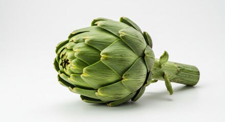 A single green artichoke on a white background