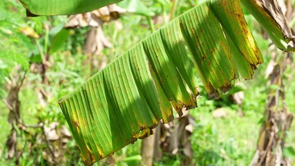 Old banana leaf swaying in breeze. Slow zoom out to nature scene