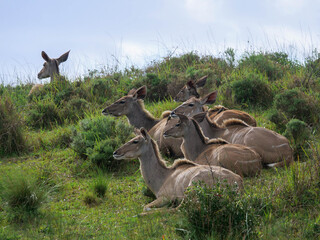 A herd of female greater kudu deer - Tragelaphus strepsiceros -  lying in the green grasslands. Location St Lucia, KwaZulu Natal,  iSimangaliso Wetland Park, South Africa