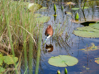 African jacana - actophilornis africanus - hunting for food in a small green pond. His reflection is visible in the water.  Location St Lucia, KwaZulu Natal,  iSimangaliso Wetland Park, South Africa