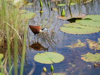 African jacana - actophilornis africanus - hunting for food in a small green pond. His reflection is visible in the water.  Location St Lucia, KwaZulu Natal,  iSimangaliso Wetland Park, South Africa
