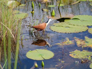 African jacana - actophilornis africanus - hunting for food in a small green pond. His reflection is visible in the water.  Location St Lucia, KwaZulu Natal,  iSimangaliso Wetland Park, South Africa