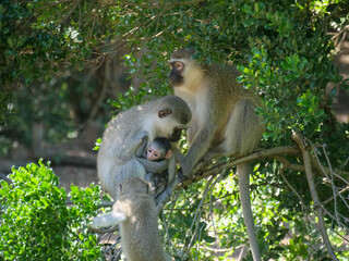 two vervet monkeys looking sideways - Chlorocebus pygerythrus - a mother holding a baby Location Cape Vidal, iSimangaliso Wetland Park, KwaZulu Natal, South Africa.  Background blurred or out of focus