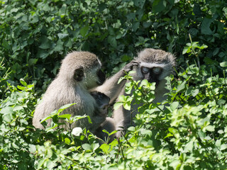 Close-up of two vervet monkeys and a small baby between them, grooming each other - Chlorocebus pygerythrus  Location Cape Vidal, iSimangaliso Wetland Park, KwaZulu Natal, South Africa.